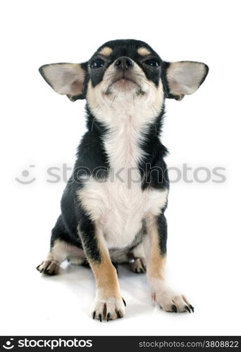 portrait of a cute purebred puppy chihuahua in front of white background