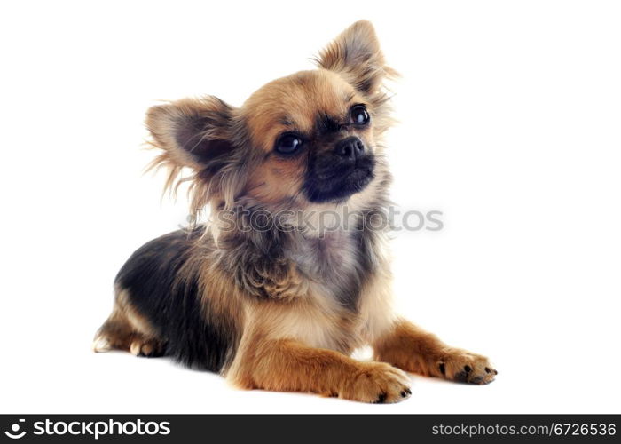 portrait of a cute purebred puppy chihuahua in front of white background