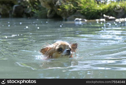 portrait of a cute purebred puppy chihuahua in the river