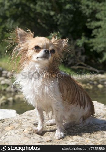 portrait of a cute purebred puppy chihuahua in the river