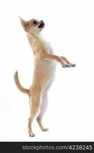 portrait of a cute purebred puppy chihuahua standing on his hind legs