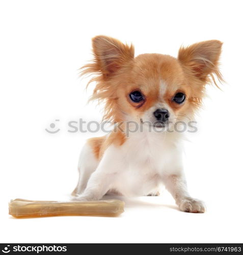 portrait of a cute purebred puppy chihuahua with bone in front of white background