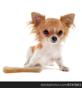 portrait of a cute purebred puppy chihuahua with bone in front of white background
