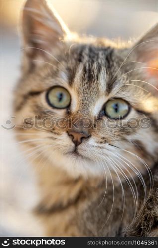 Portrait of a cute small cat. Close up