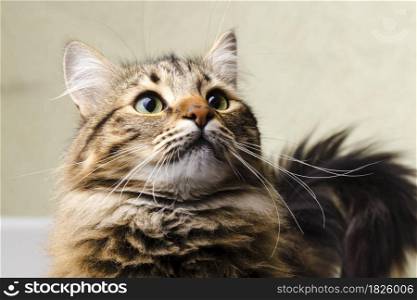 portrait of a cute, striped cat with green eyes, background