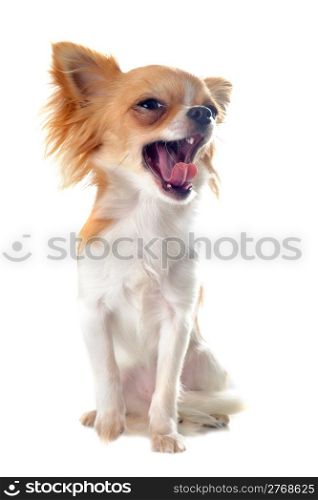 portrait of a cute yawning puppy chihuahua in front of white background