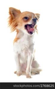 portrait of a cute yawning puppy chihuahua in front of white background