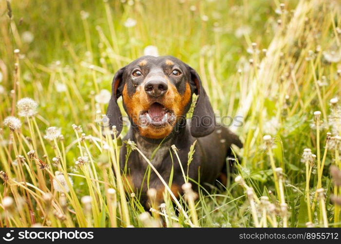 portrait of a dachshund in a field of dandelions. dog barking.. portrait of a dachshund in a field of dandelions. dog barking