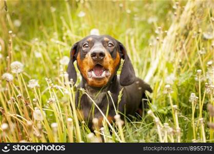 portrait of a dachshund in a field of dandelions. dog barking.. portrait of a dachshund in a field of dandelions. dog barking
