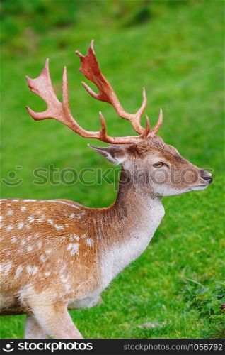 Portrait of a Deer against of the Grass Background. Portrait of Deer