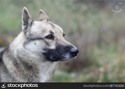 Portrait of a dog breed West Siberian Laika with green field background in evening. Portrait of a dog breed West Siberian Laika with green field background