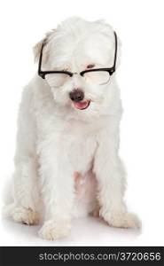 portrait of a dog in glasses. Funny white dog in glasses