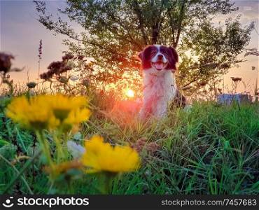 Portrait of a dog posing in the nature on a summer flowering meadow over a sunset sky background. Orange sun beams pierce the branches of a elm tree and a Border Collie puppy enjoying the dusk.