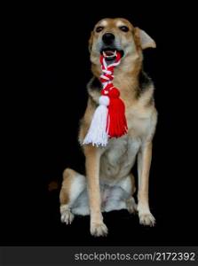 portrait of a dog with a Martenitsa in his mouth for the celebration of baba marta or martisor. portrait of a dog with a Martenitsa in his mouth
