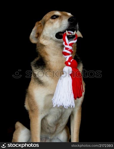 portrait of a dog with a Martenitsa in his mouth for the celebration of baba marta or martisor. portrait of a dog with a Martenitsa in his mouth