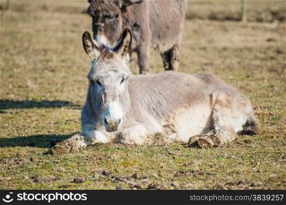 Portrait of a donkey resting in the meadow