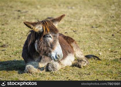 Portrait of a donkey resting in the meadow