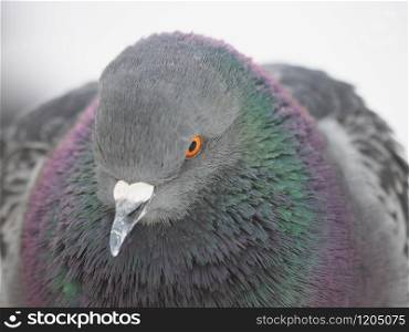 portrait of a dove in the park