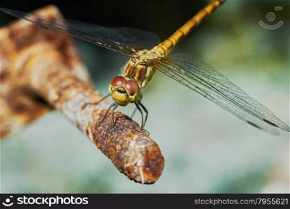 Portrait of a dragonfly. Portrait of a dragonfly in the garden in summer