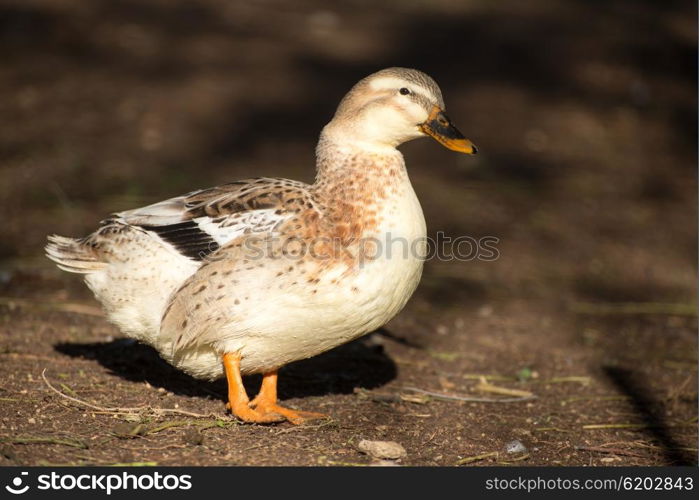 Portrait of a duck as it stroles along the dirt in the early morning sunlight.