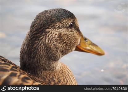 portrait of a duck closeup