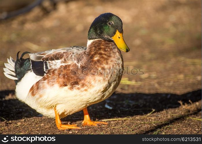 Portrait of a duck in low sunlight clearly displaying the white, brown and green colours of it&rsquo;s feathers.