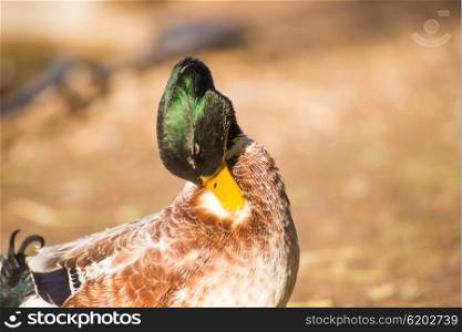 Portrait of a duck in the early morning sunlight as it is grooming itself.