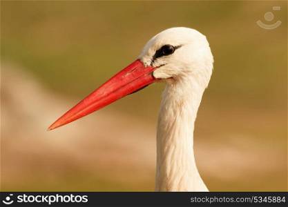 Portrait of a elegant stork on a natural background