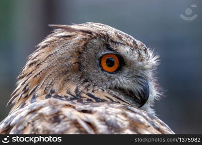 Portrait of a Eurasian Eagle-Owl (Bubo bubo)