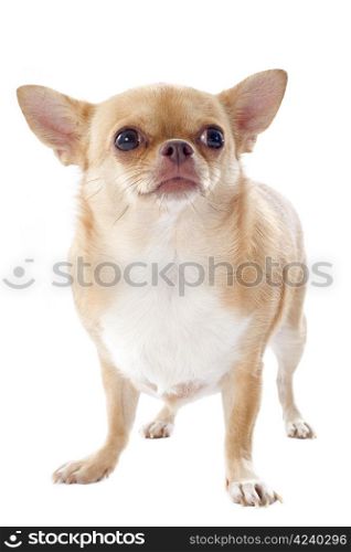 portrait of a fat purebred chihuahua in front of white background