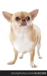 portrait of a fat purebred chihuahua in front of white background