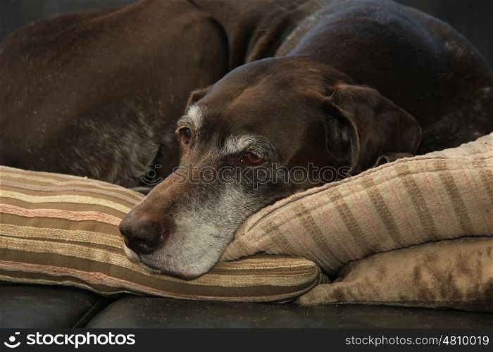 Portrait of a female german shorthaired pointer, age 11