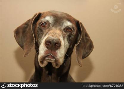 Portrait of a female german shorthaired pointer, age 11