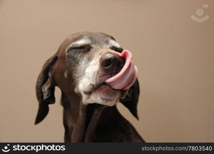 Portrait of a female german shorthaired pointer, age 11