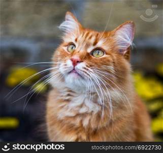 portrait of a fluffy red cat on the street, close up