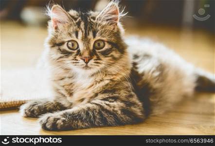 Portrait of a fluffy Siberian kitten on the floor in sunny room