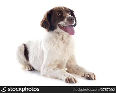 portrait of a french spaniel in front of white background