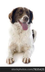 portrait of a french spaniel in front of white background