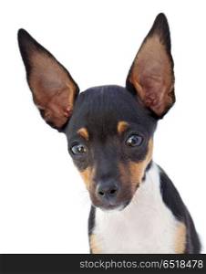 Portrait of a funny dog with big ears. Portrait of a funny dog with big ears isolated on a white background