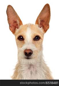 Portrait of a funny dog with big ears. Portrait of a funny dog with big ears isolated on a white background