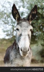 Portrait of a funny donkey with big ears in the field
