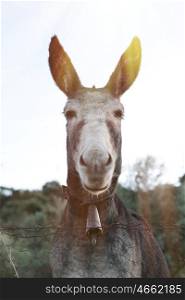Portrait of a funny donkey with big ears in the field