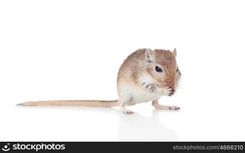 Portrait of a funny gergil eating isolated on a white background