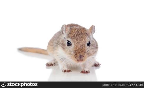 Portrait of a funny gergil isolated on a white background
