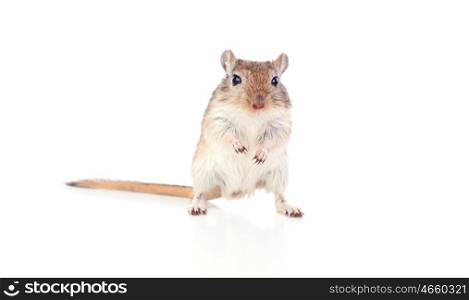Portrait of a funny gergil looking at camera isolated on a white background