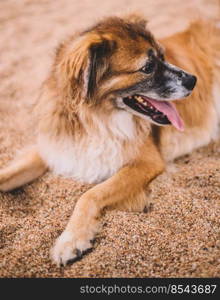 Portrait of a furry old dog on the sand of a beach