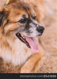Portrait of a furry old dog on the sand of a beach