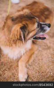 Portrait of a furry old dog on the sand of a beach