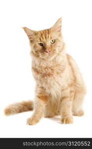 portrait of a ginger maine coon cat on a white background