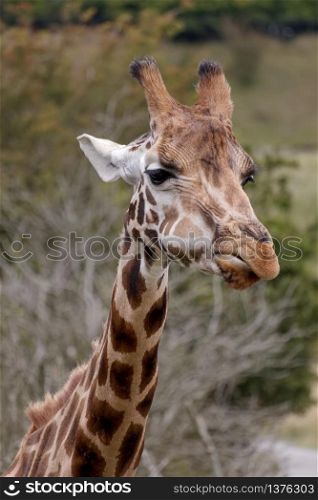 Portrait of a Giraffe (Giraffa camelopardalis)